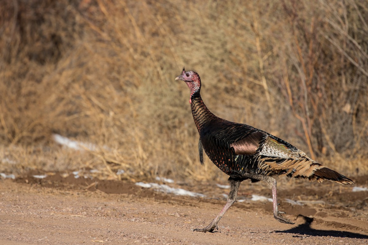 Wild Turkey - ML135326971