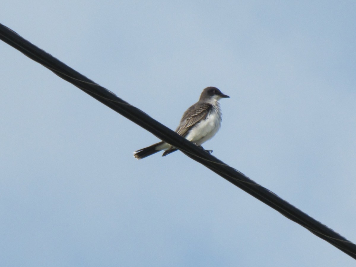 Eastern Kingbird - ML135327451