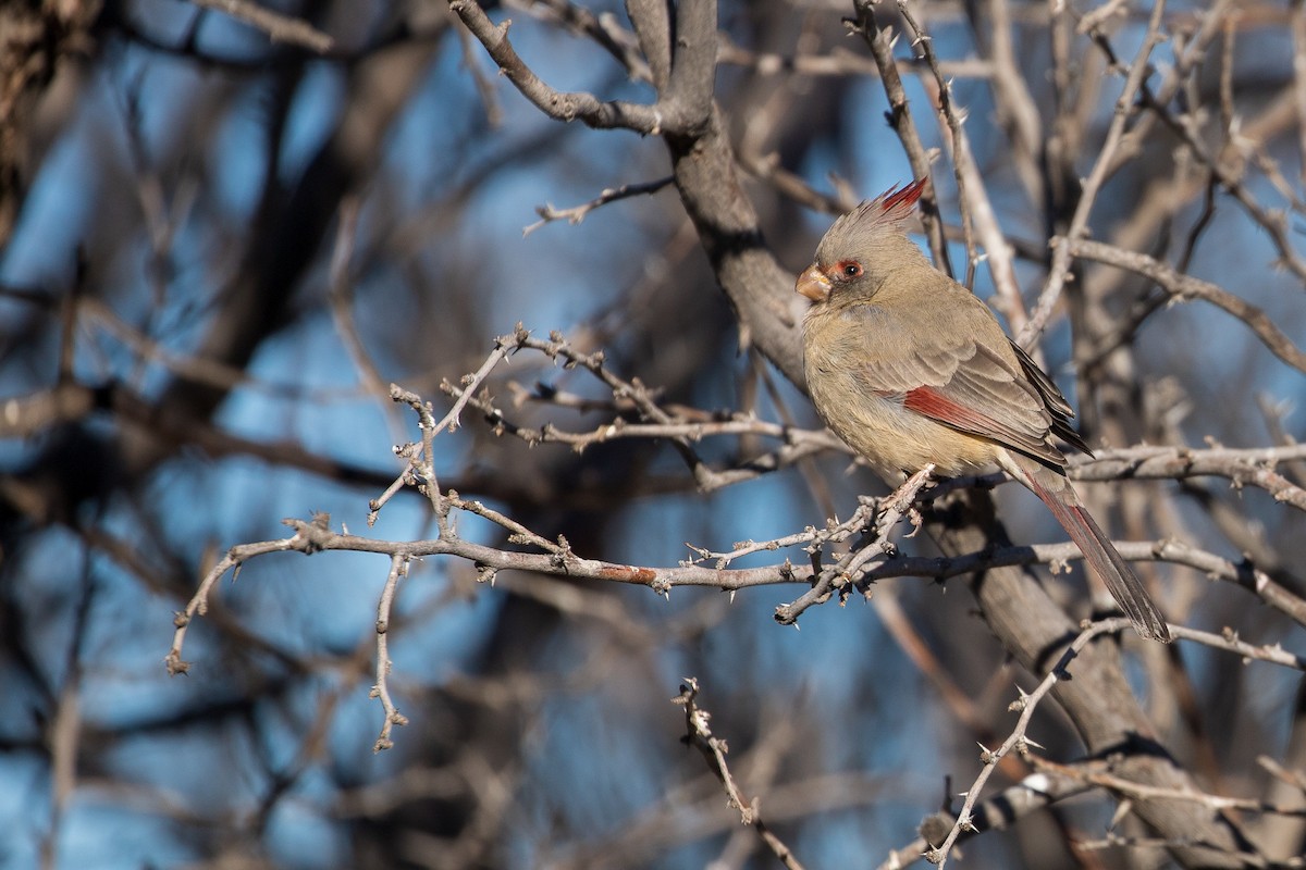 Pyrrhuloxia - ML135327481