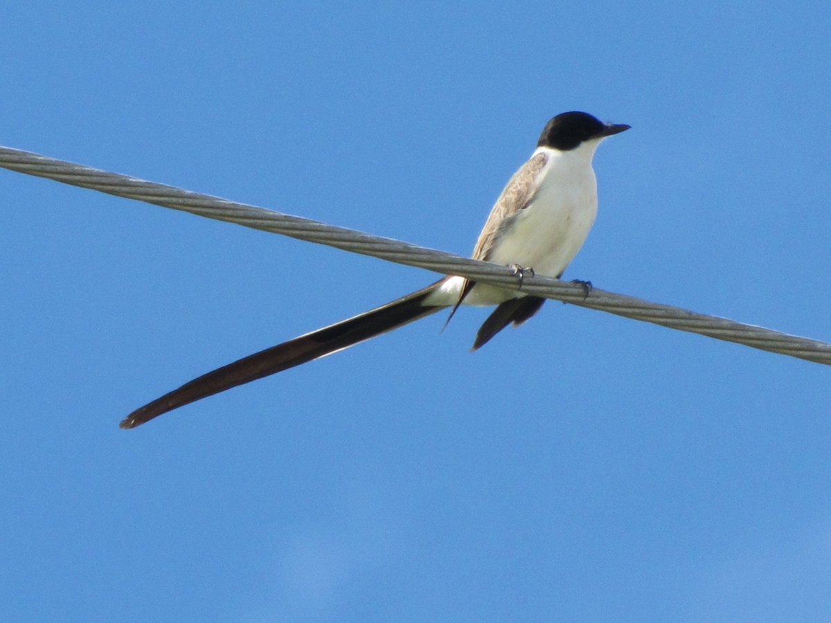 Fork-tailed Flycatcher - ML135327541