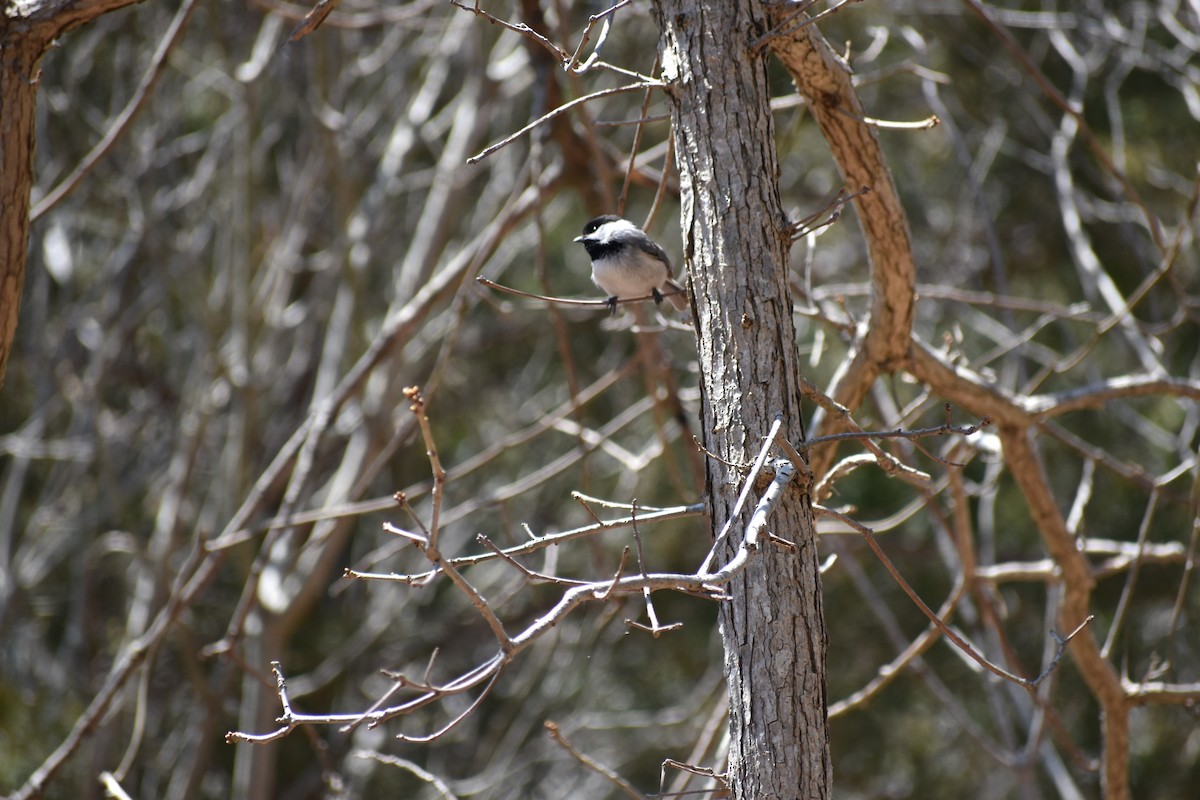 Carolina Chickadee - Colin Hudzikiewicz