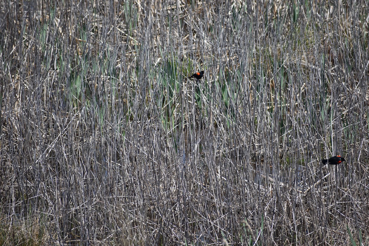 Red-winged Blackbird - ML135327771