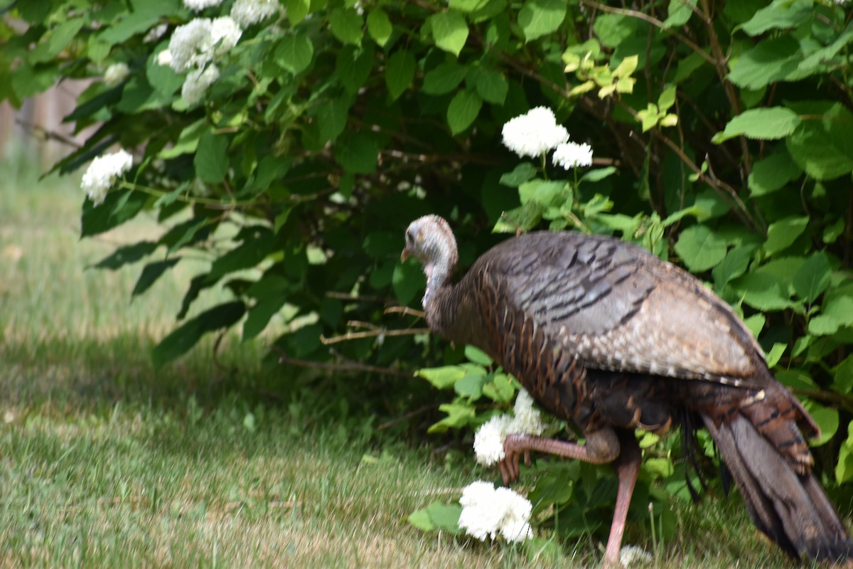 Wild Turkey - ML135329161