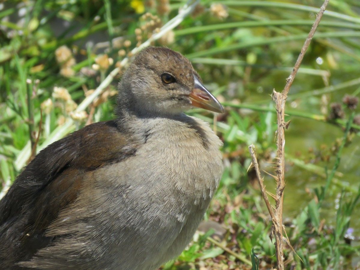 Spot-flanked Gallinule - ML135330301