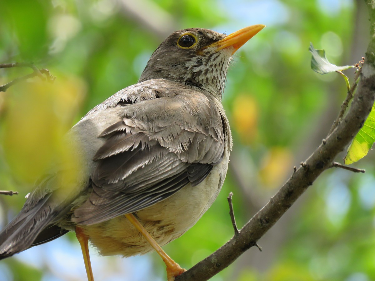 Austral Thrush - ML135330741