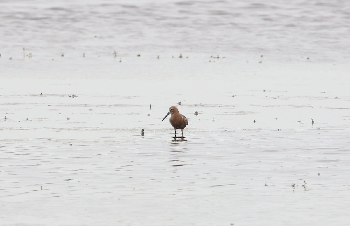 Curlew Sandpiper - Dan Gesualdo