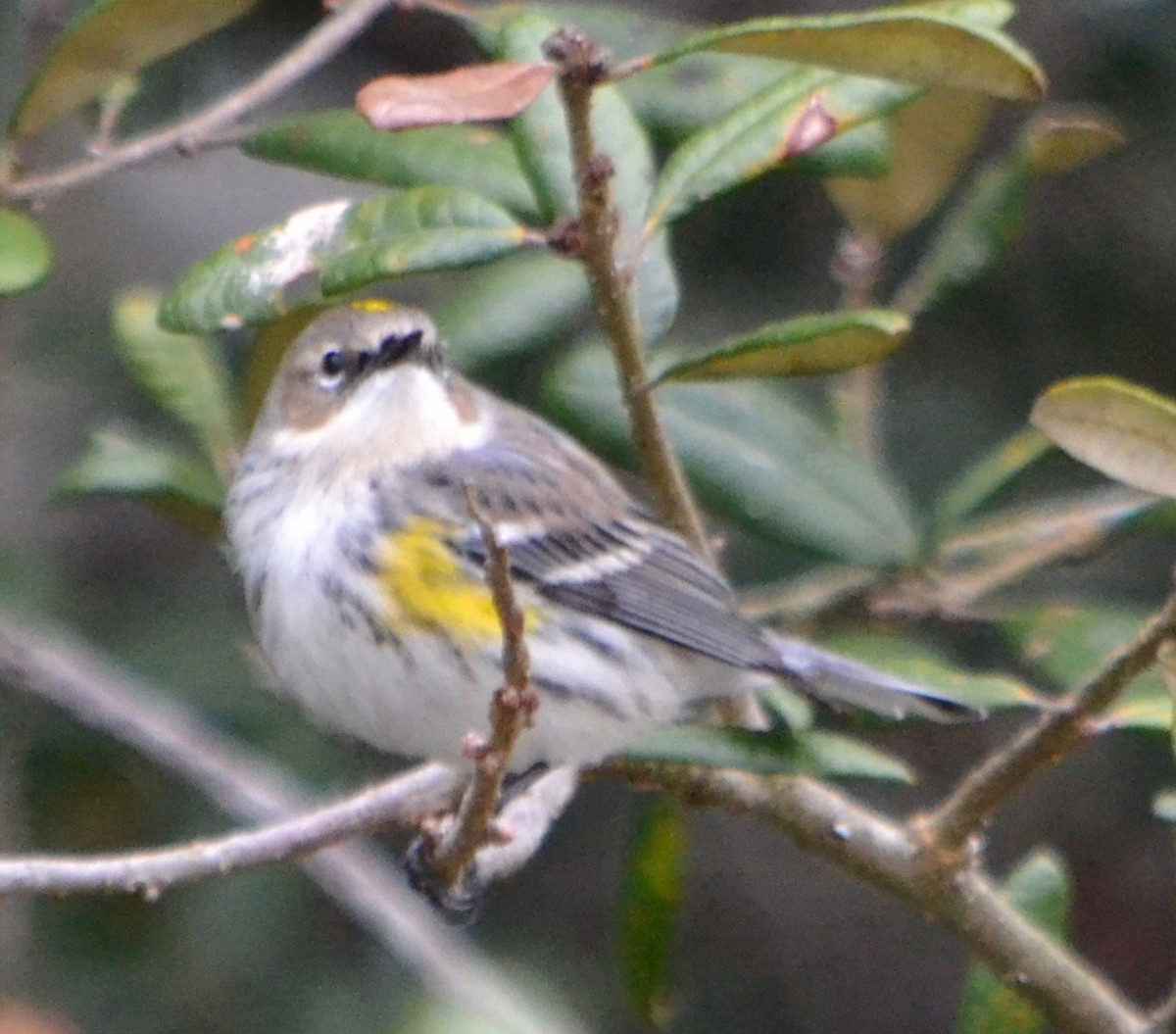 Yellow-rumped Warbler (Myrtle) - ML135331641