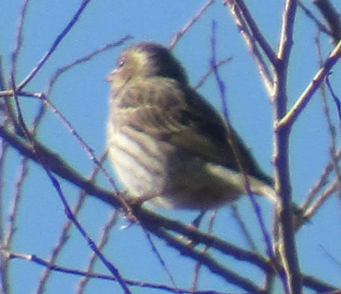 Cassin's Finch - Steve Nord