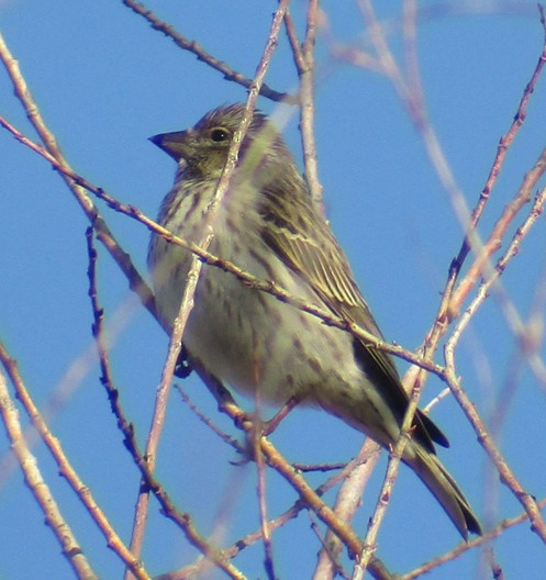 Cassin's Finch - Steve Nord