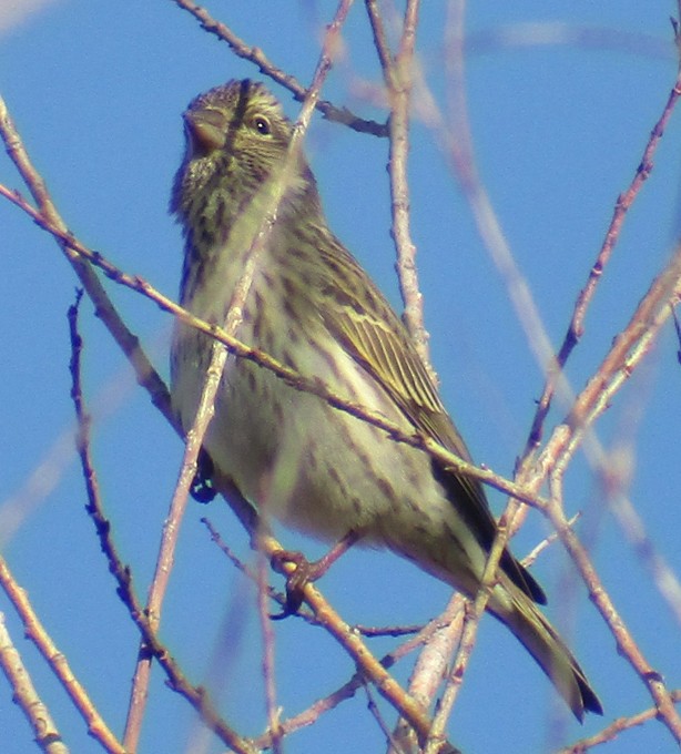 Cassin's Finch - Steve Nord