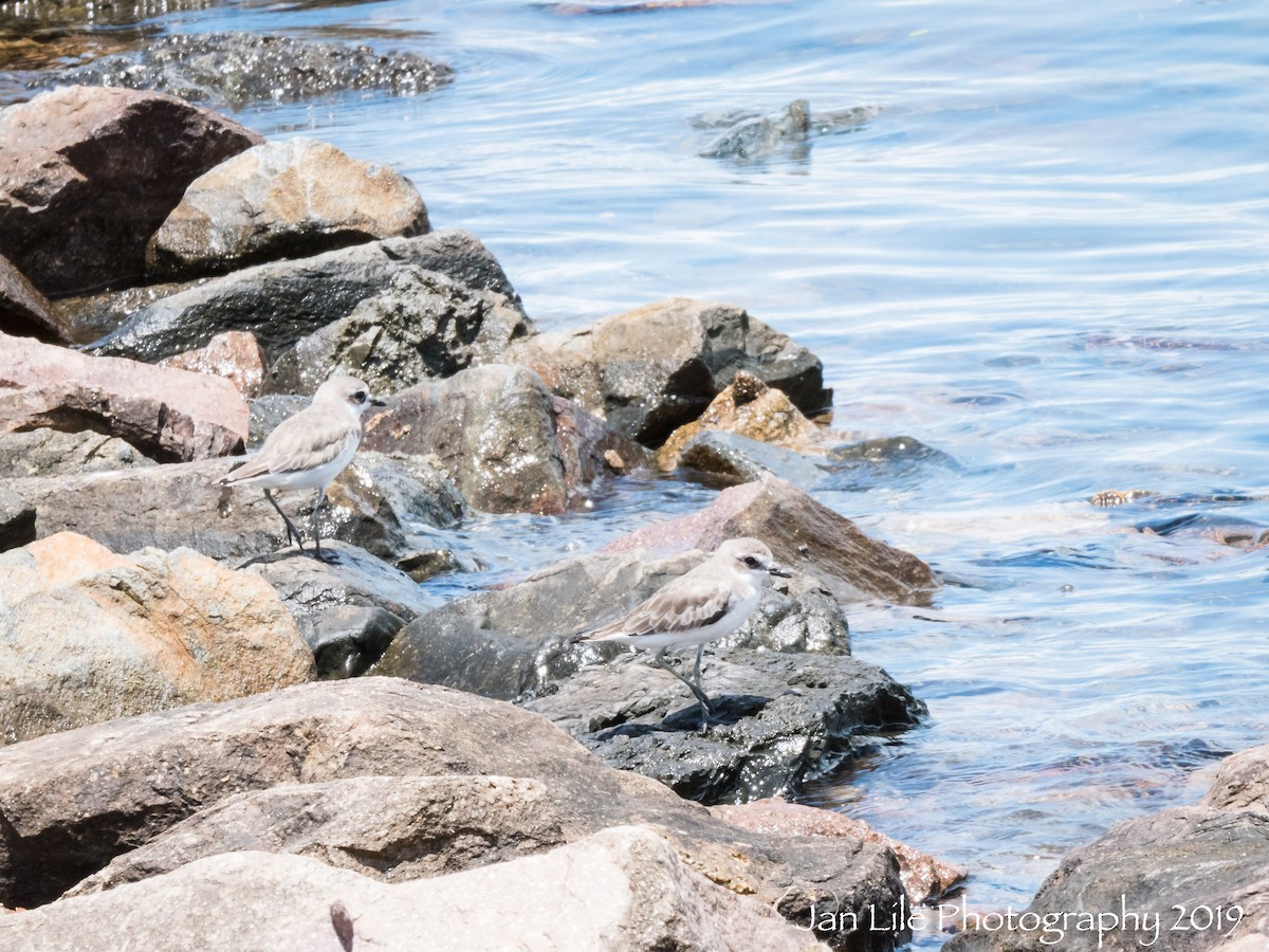 Siberian Sand-Plover - ML135334091