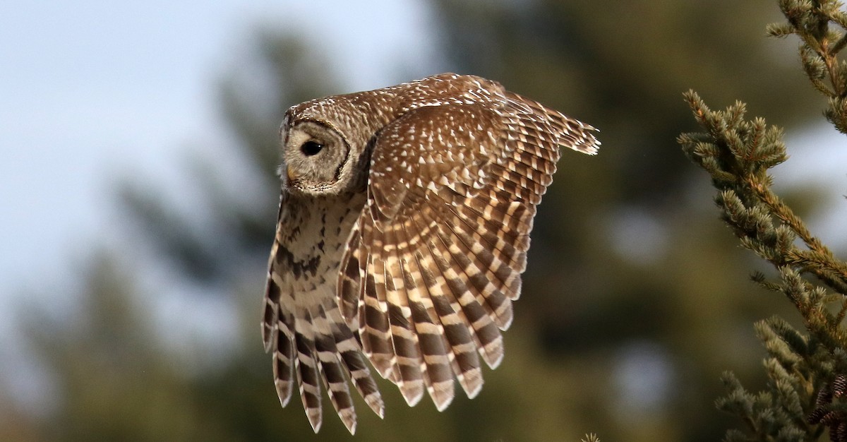 Barred Owl - ML135336661