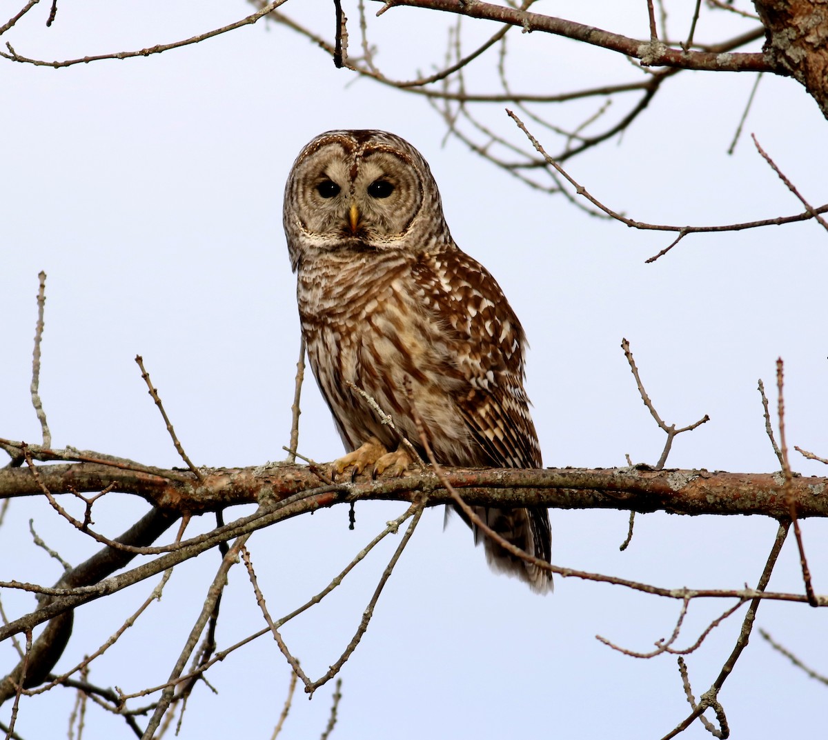 Barred Owl - ML135336681