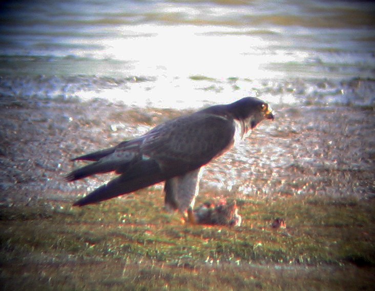 Peregrine Falcon - ML135337321