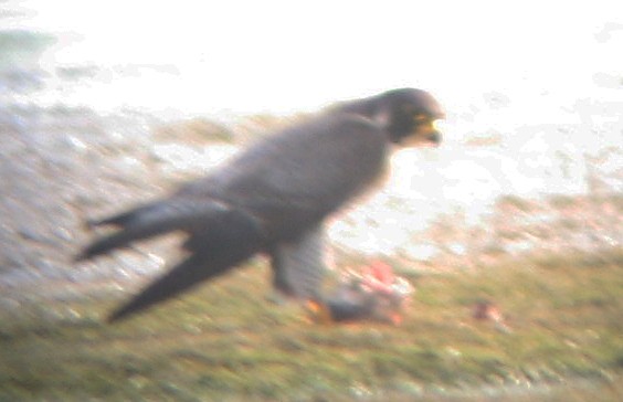 Peregrine Falcon - ML135337341