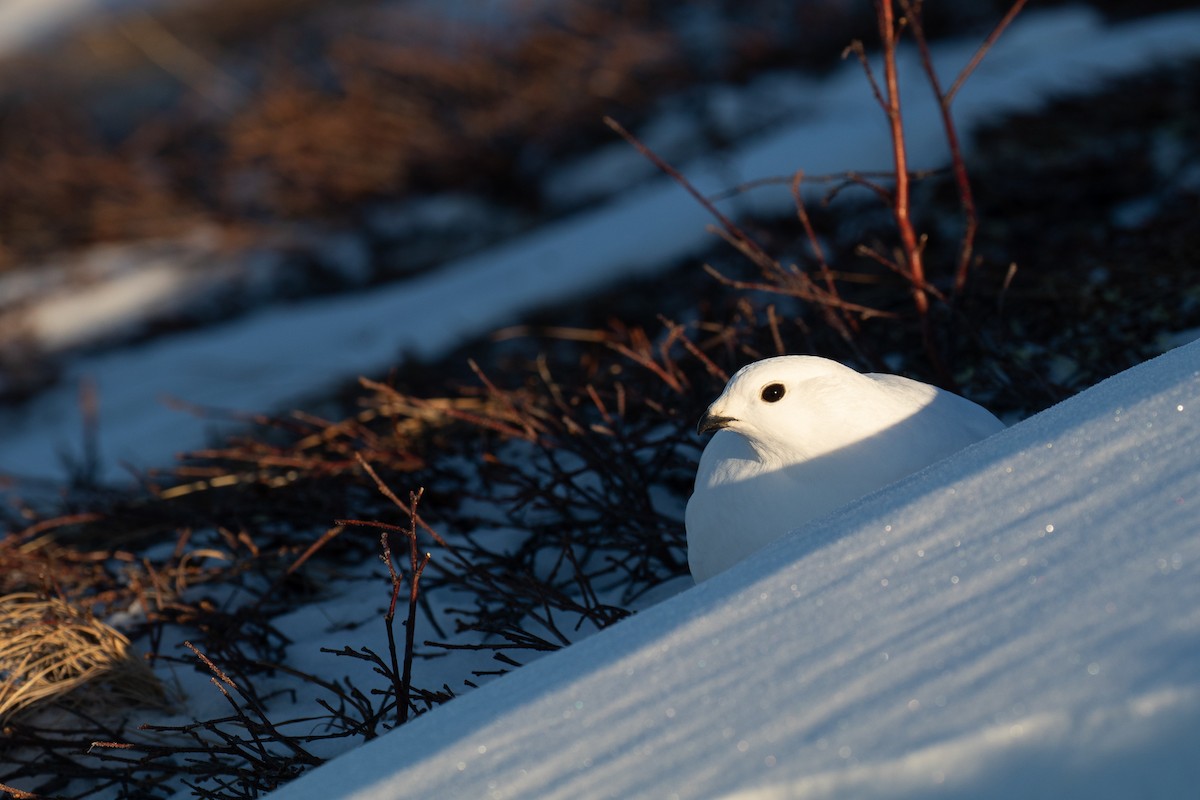 White-tailed Ptarmigan - ML135337401