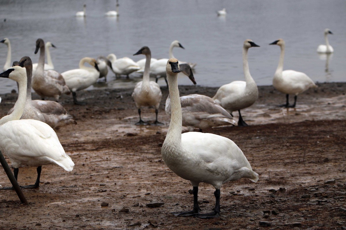 Trumpeter Swan - Cindy Franklin