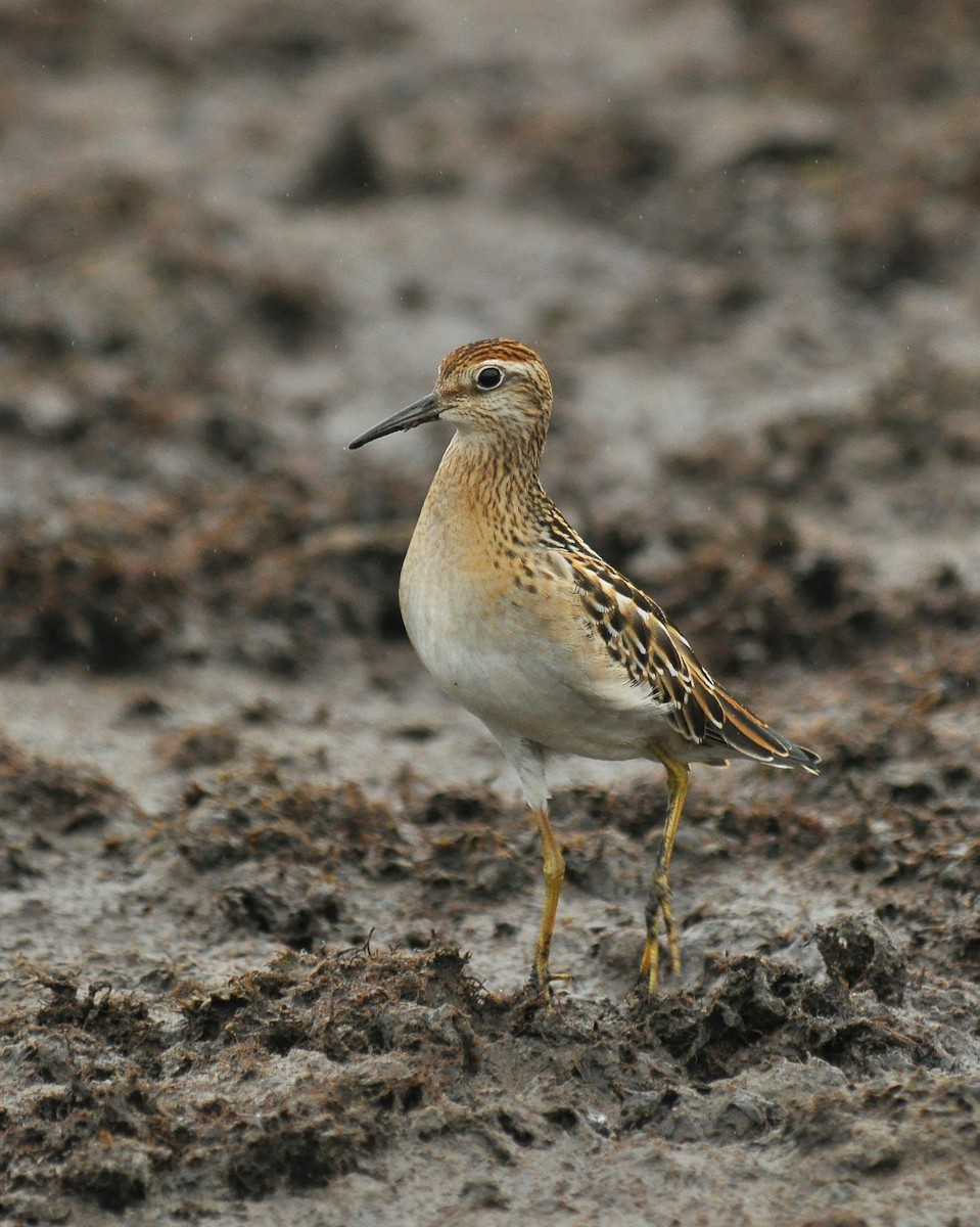 Sharp-tailed Sandpiper - Ryan O'Donnell