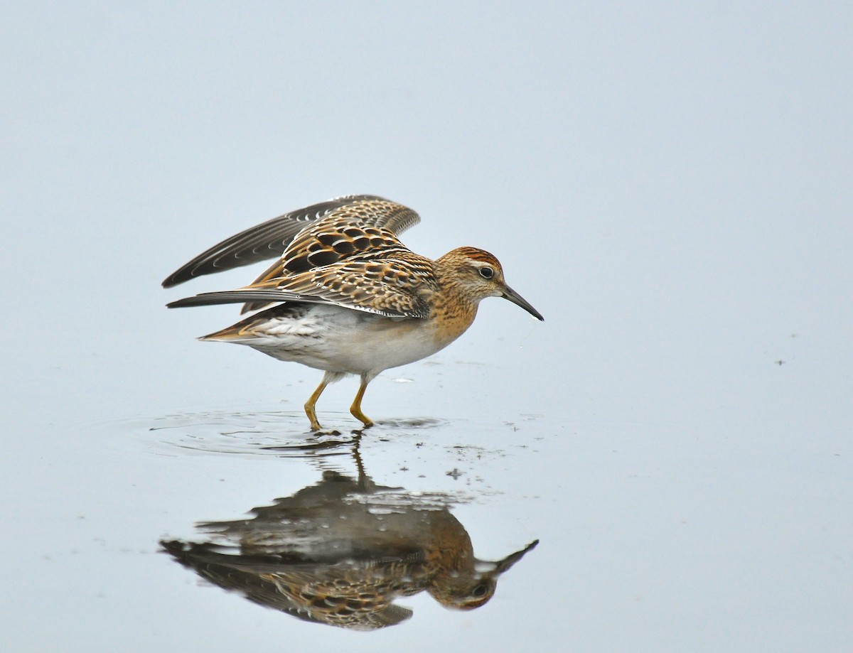 Sharp-tailed Sandpiper - Ryan O'Donnell