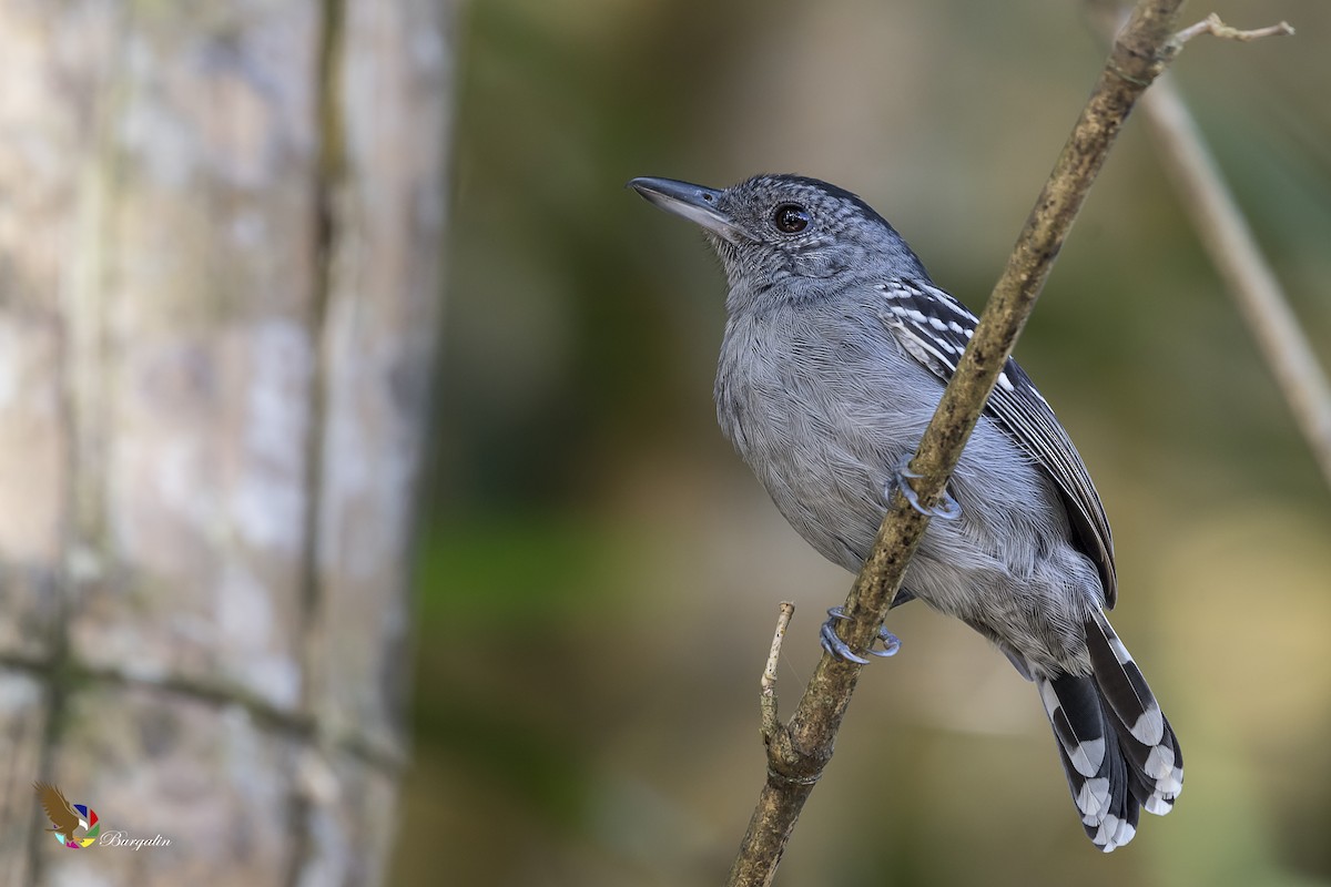 Black-crowned Antshrike - ML135340961