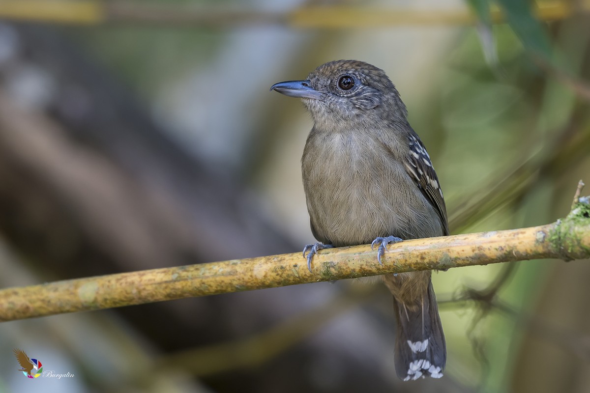 Black-crowned Antshrike - fernando Burgalin Sequeria