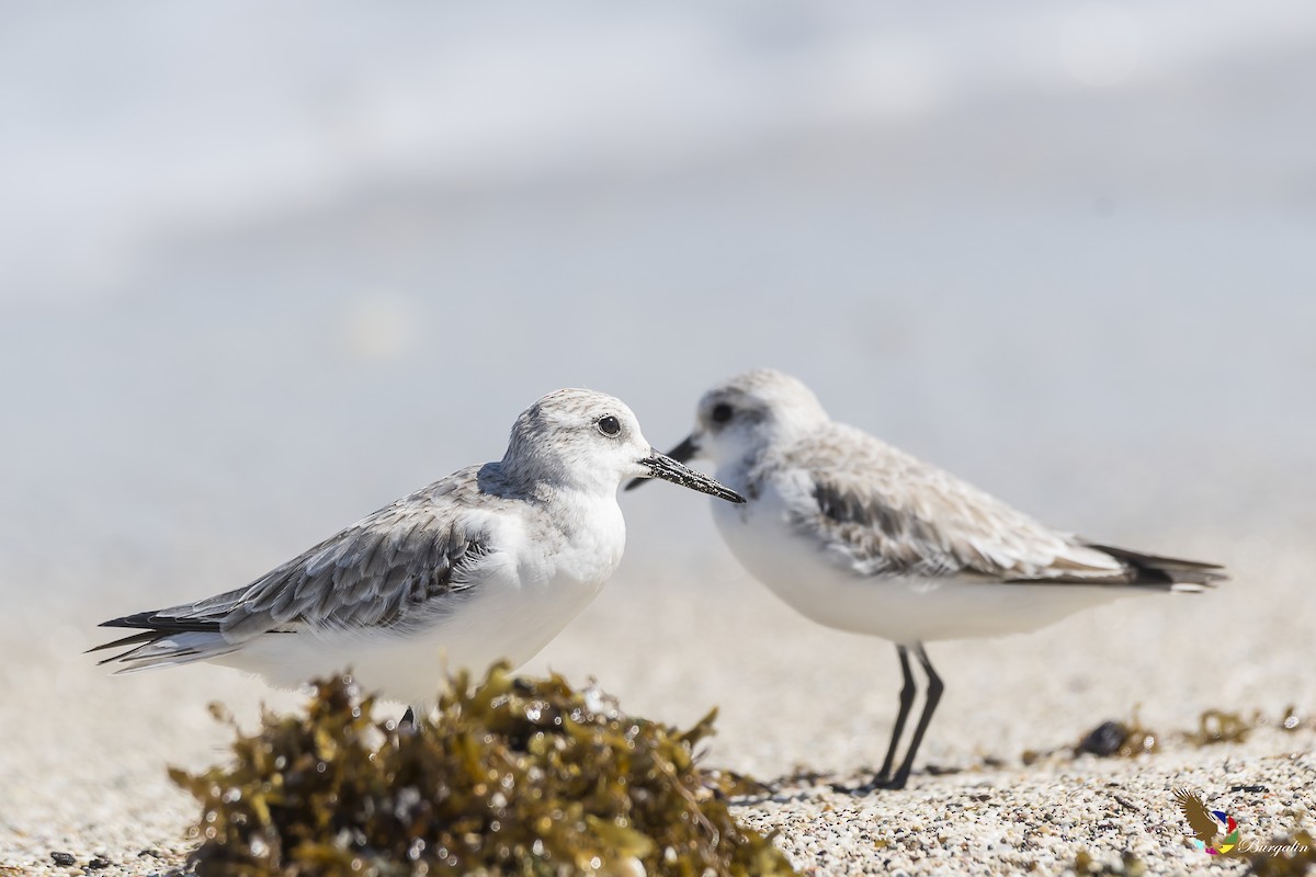 Bécasseau sanderling - ML135341141