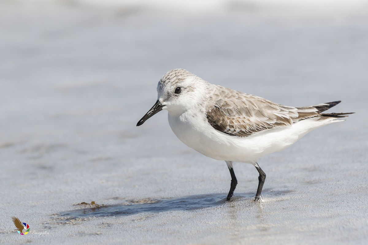 Bécasseau sanderling - ML135341181