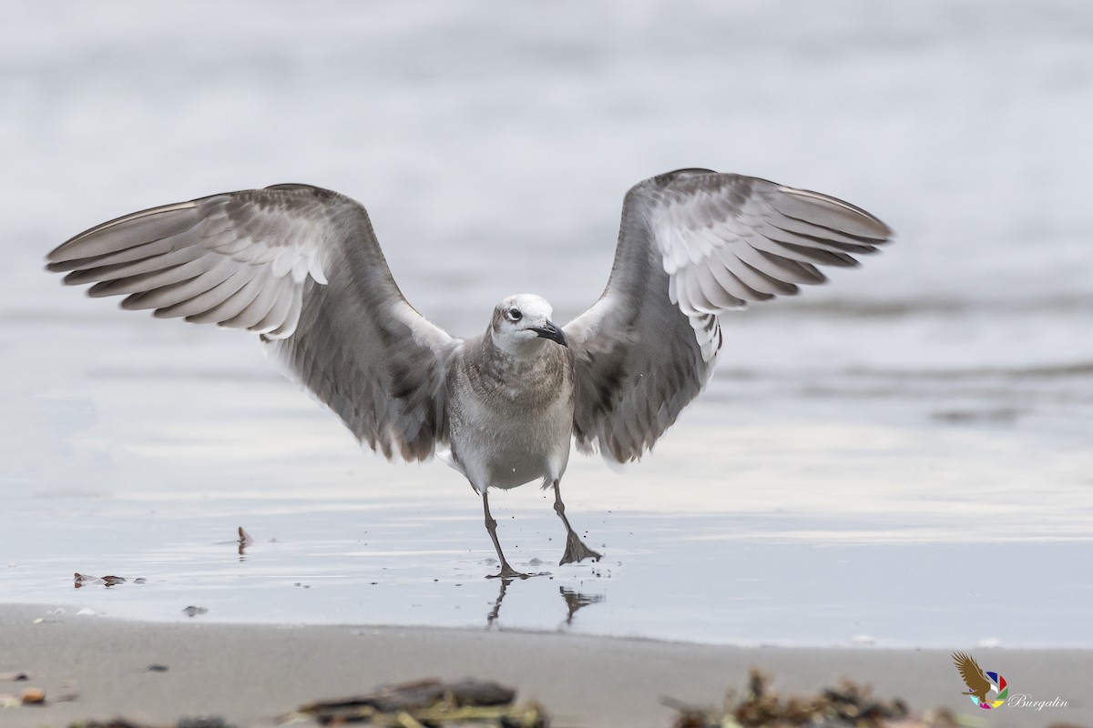 Mouette atricille - ML135341201