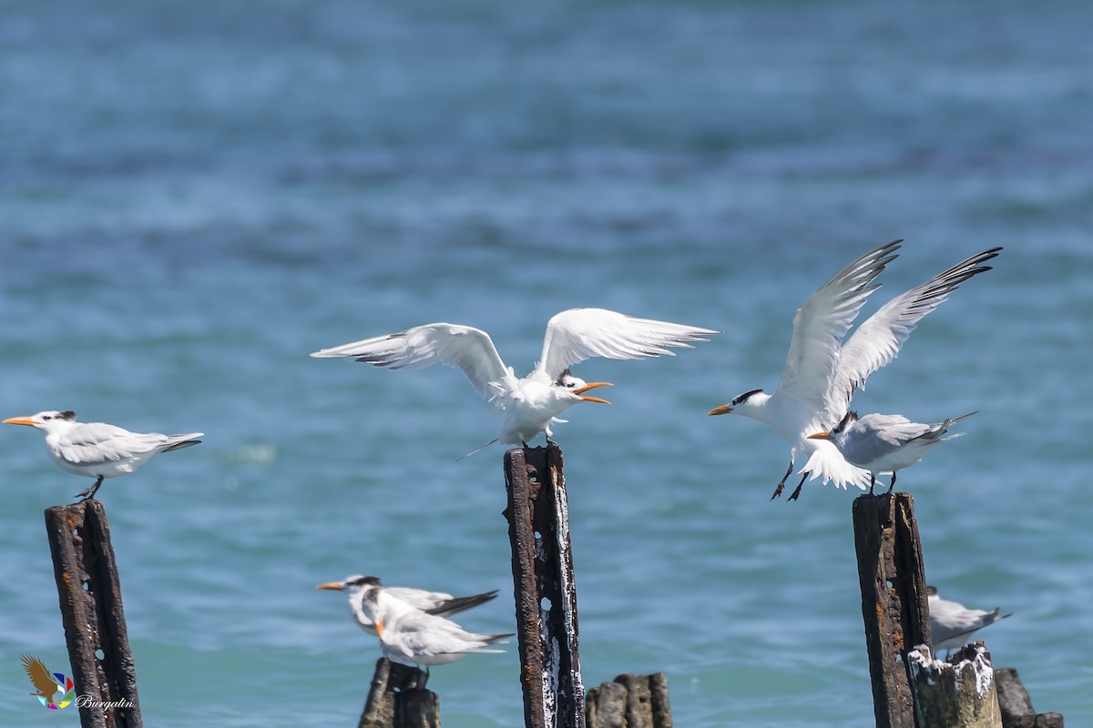 Royal Tern - fernando Burgalin Sequeria