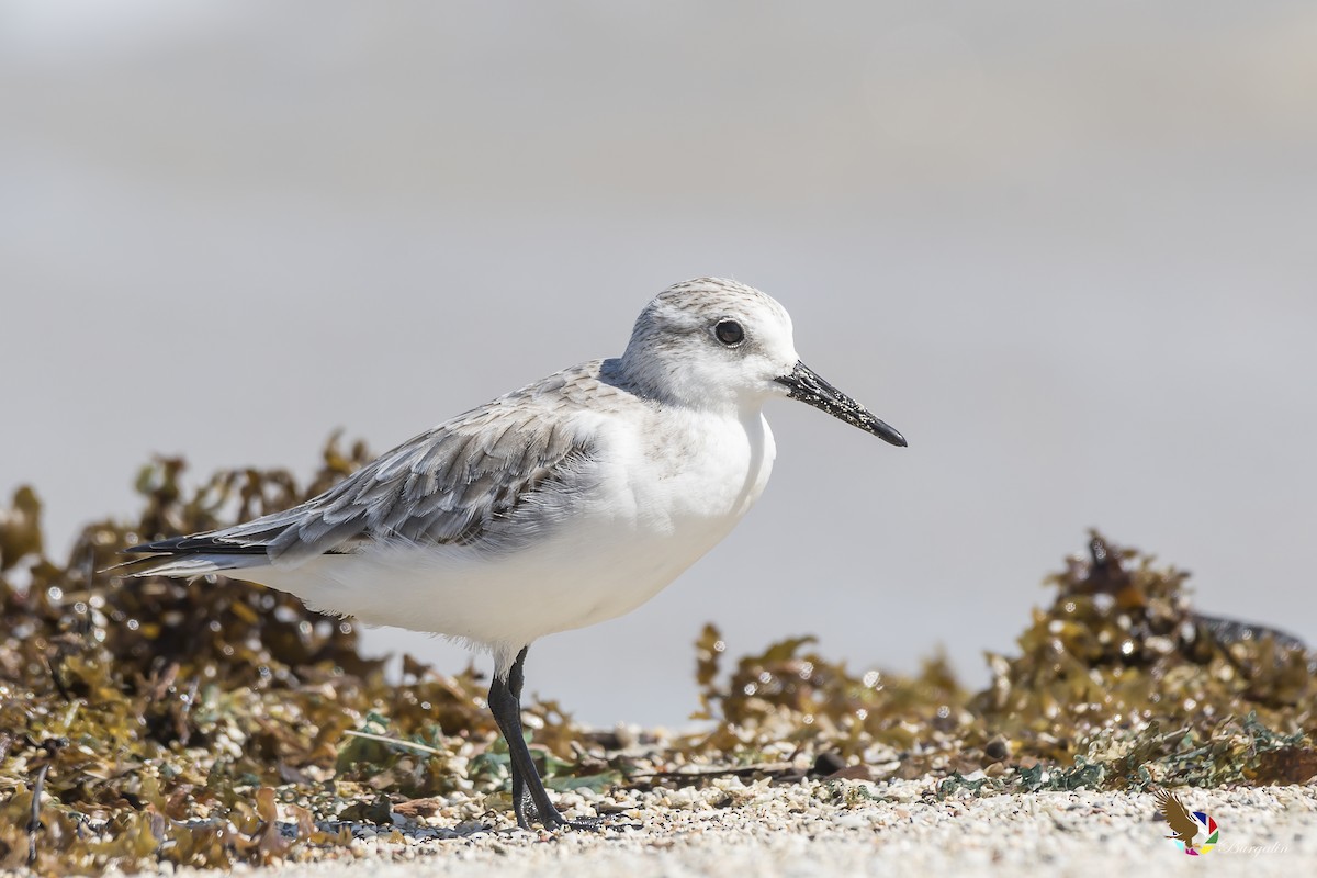 Sanderling - fernando Burgalin Sequeria