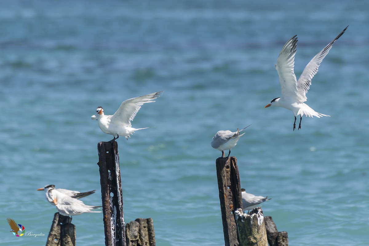 Royal Tern - fernando Burgalin Sequeria