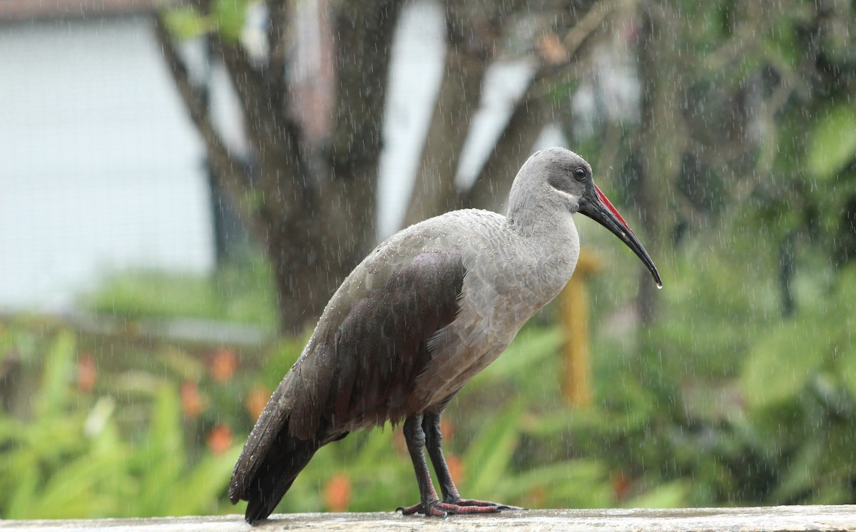 Hadada Ibis - ML135341441