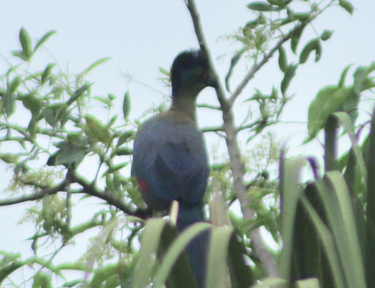 Purple-crested Turaco - ML135341581