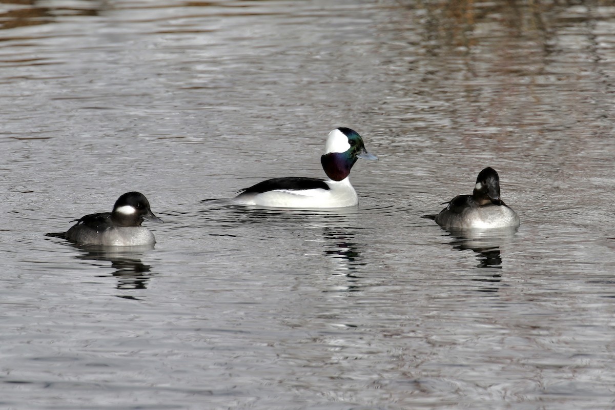 Bufflehead - ML135342581