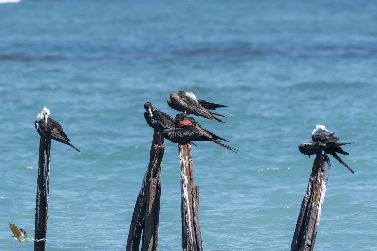 Magnificent Frigatebird - ML135342621