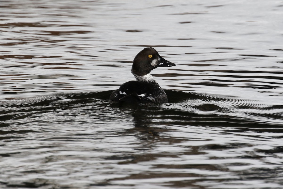 Common Goldeneye - ML135342701