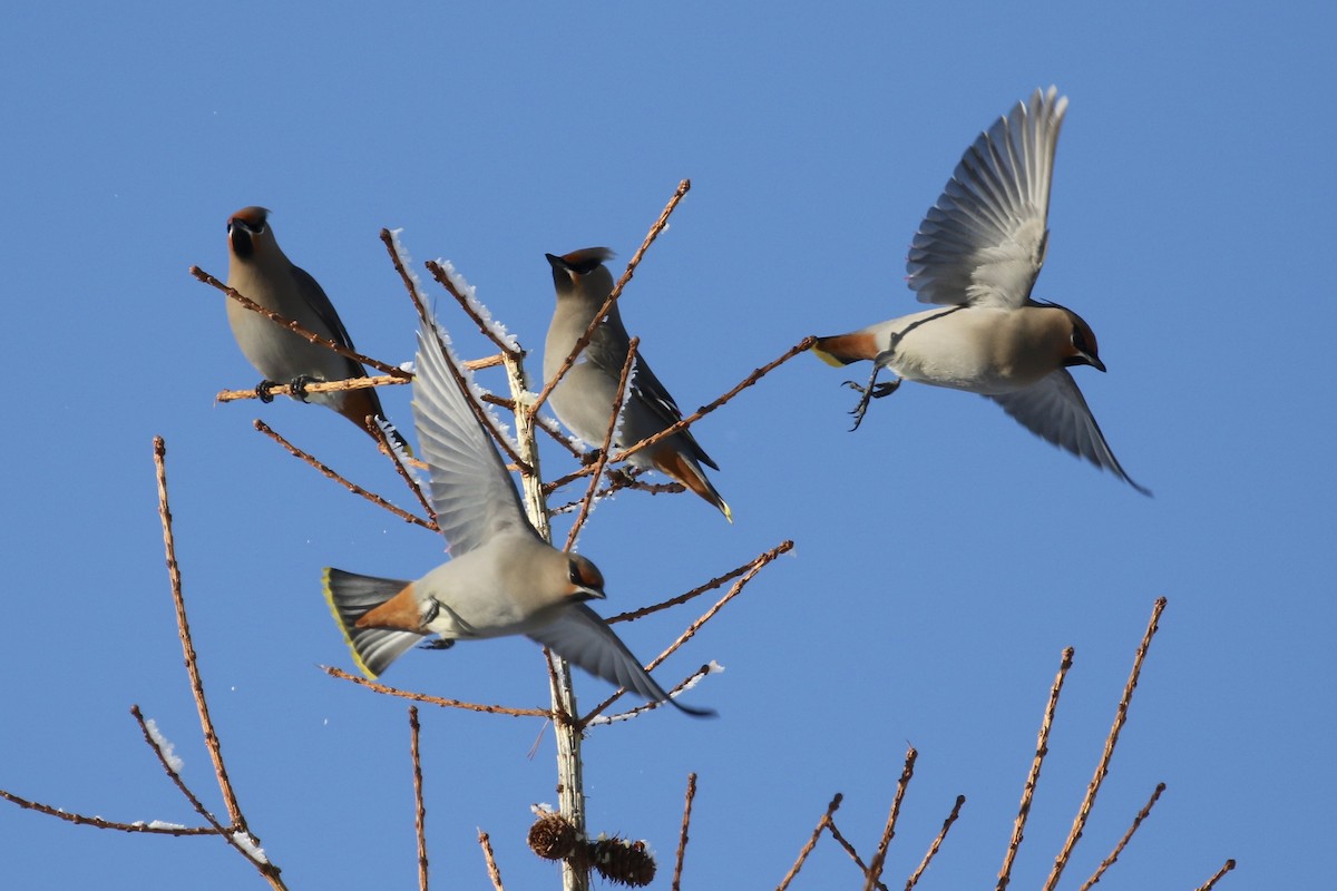 Bohemian Waxwing - ML135343711