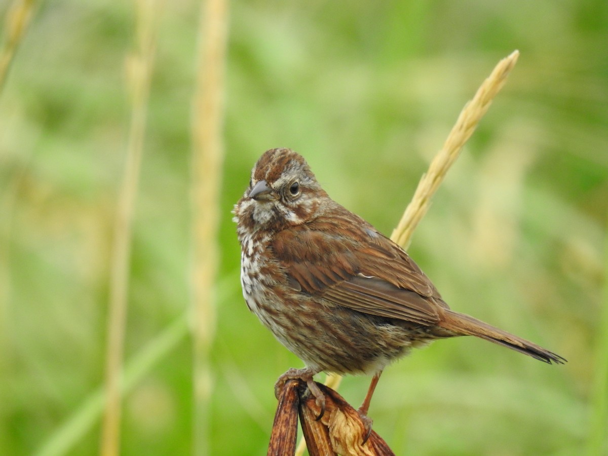 Song Sparrow - ML135343931