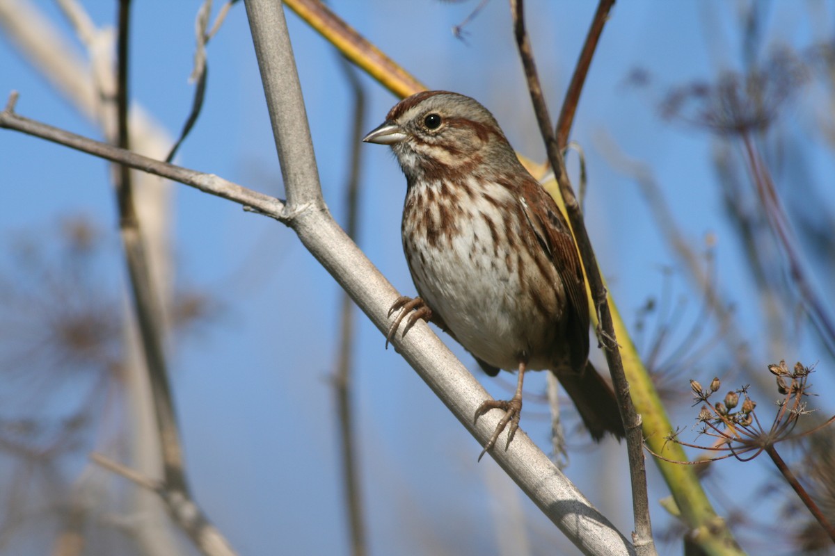 Song Sparrow - ML135344001