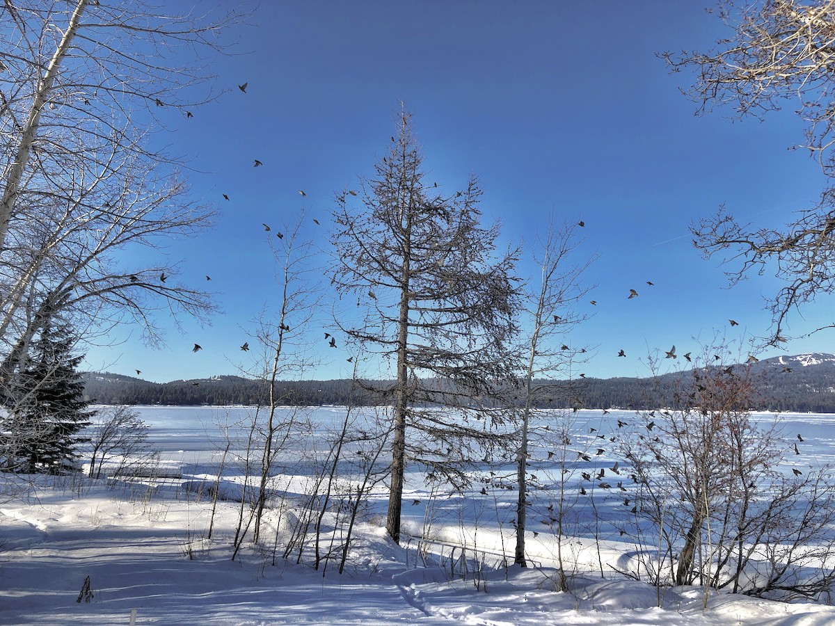 Bohemian Waxwing - ML135344241