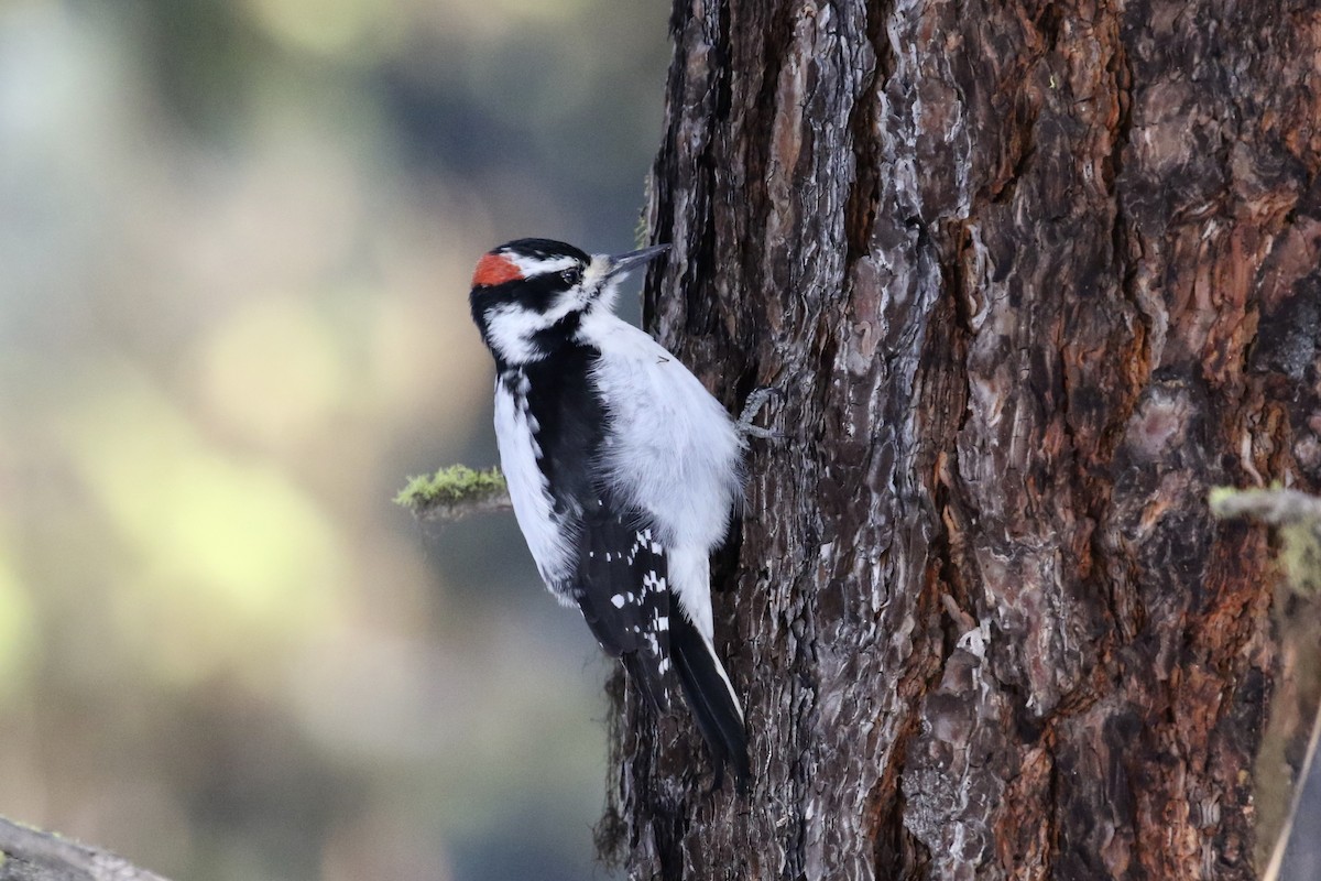 Hairy Woodpecker - ML135345481