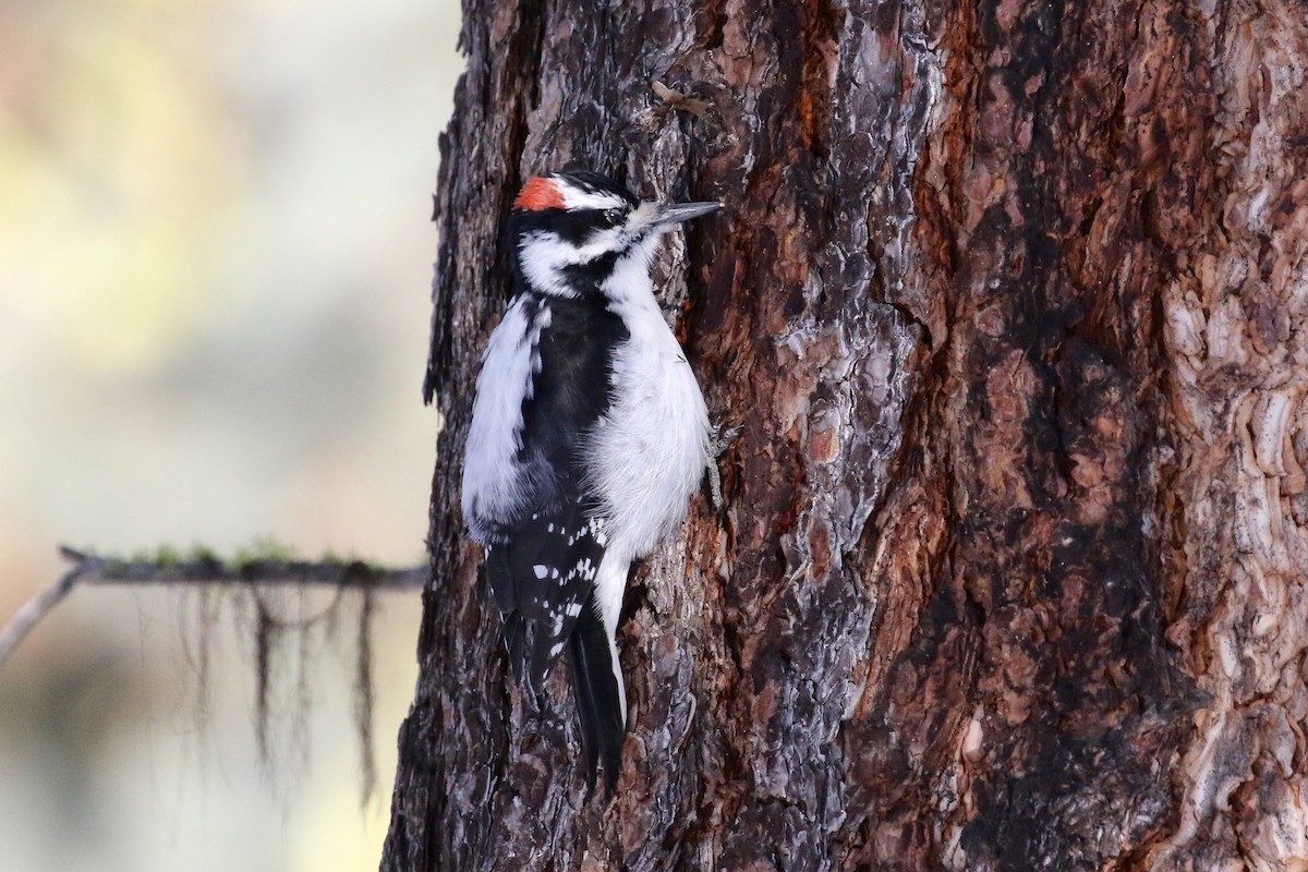 Hairy Woodpecker - Russ Morgan