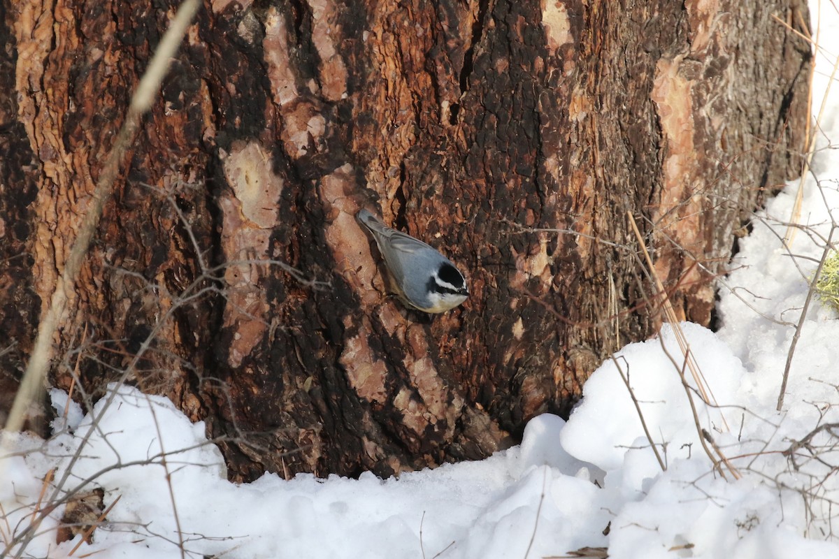 Red-breasted Nuthatch - ML135345651