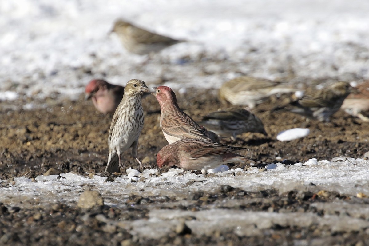 Cassin's Finch - ML135346311