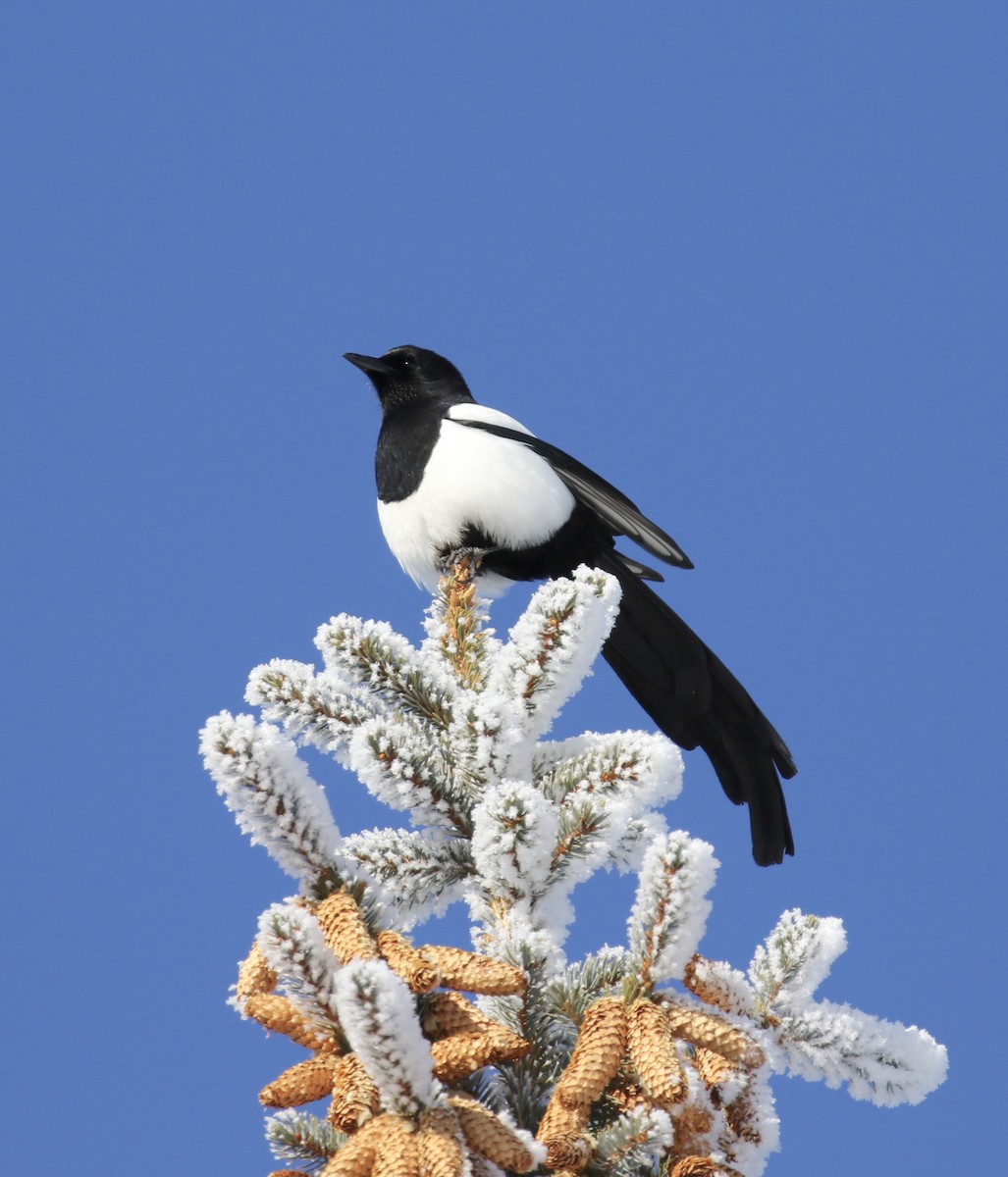 Black-billed Magpie - ML135348691