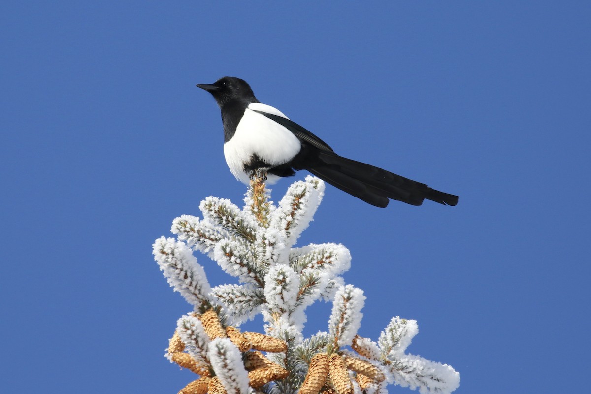 Black-billed Magpie - ML135348701