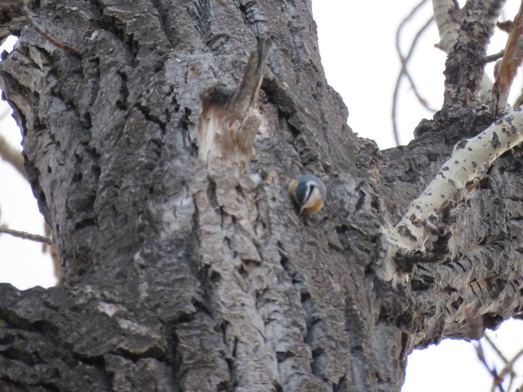 Red-breasted Nuthatch - Cathy  Ross