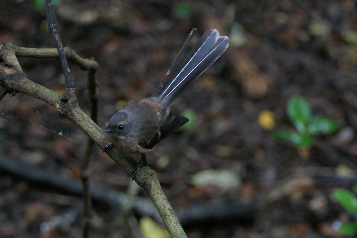 New Zealand Fantail - ML135350421