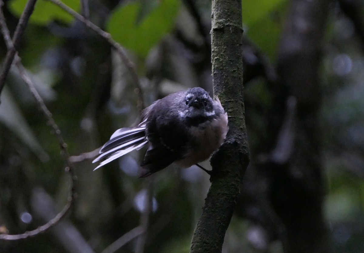 New Zealand Fantail - ML135350441