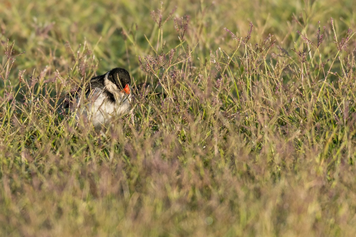 Pin-tailed Whydah - ML135357911